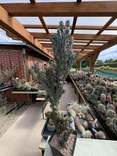Cereus jamacaru monstrosus